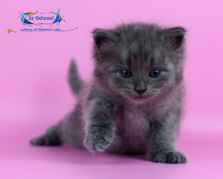 siberian kitten blue color